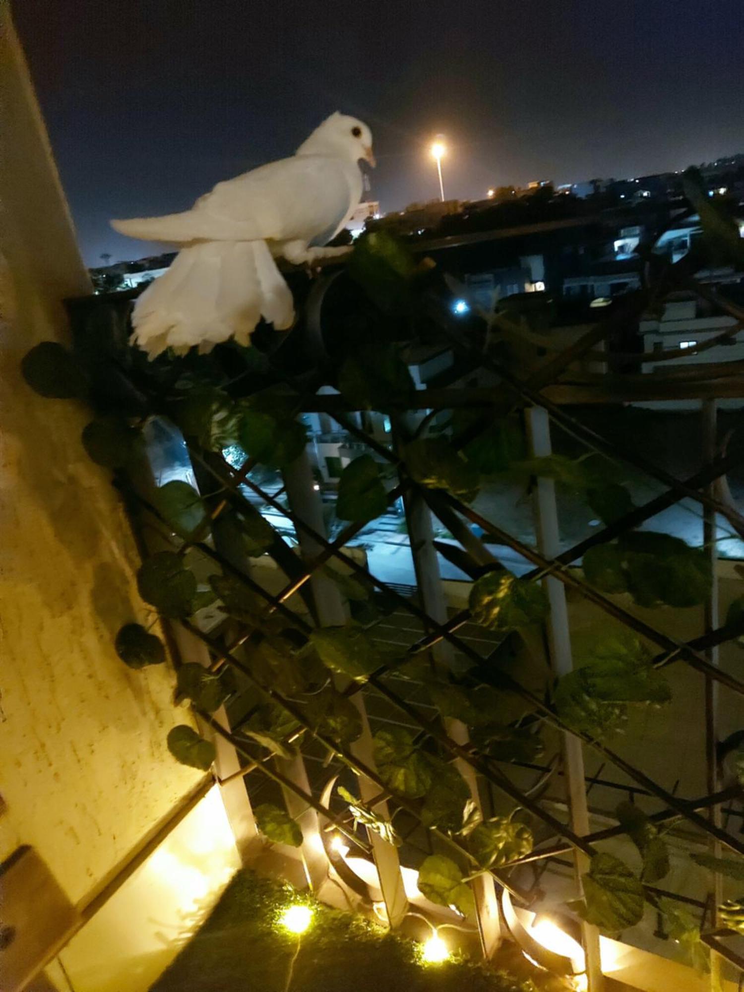 Aesthetic Scenic Luxurious Apartment - Bahria Heights Rawalpindi Eksteriør billede